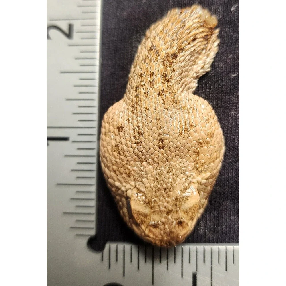 4 Puzzles!! Western Diamondback Rattlesnake Snake Skull FANGS SPECIMEN SK4C